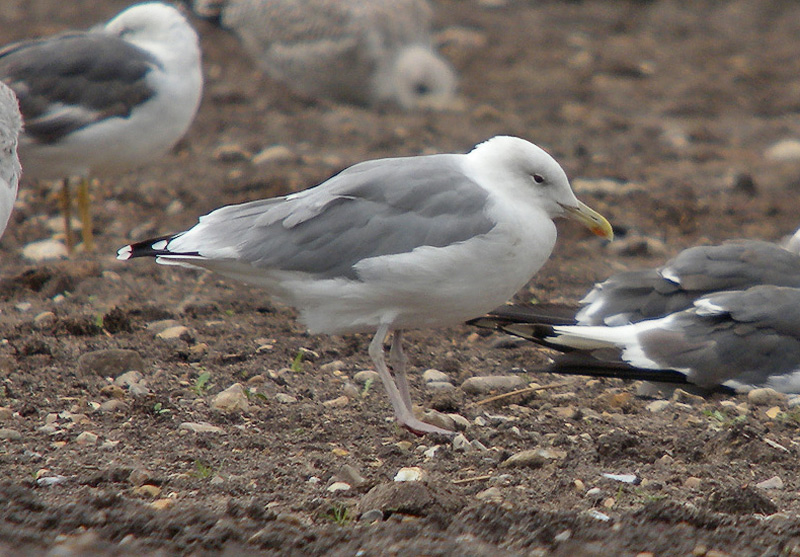 Caspian Gull