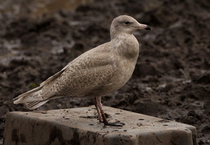 Glaucous Gull