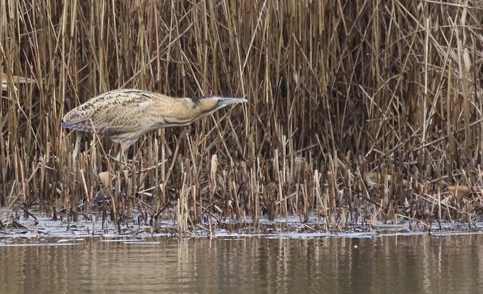 Bittern
