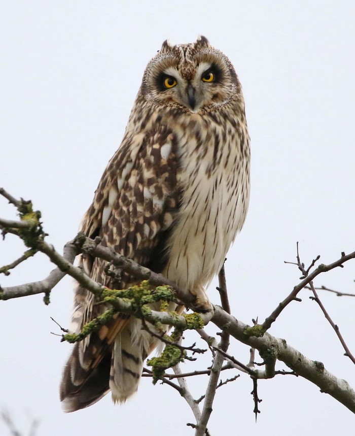 Short-eared Owl
