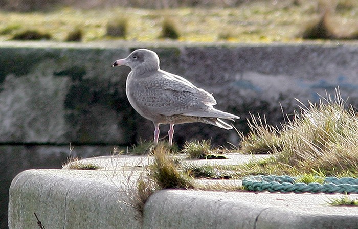 Glaucous Gull