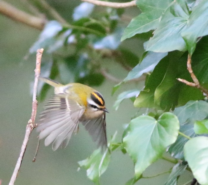 Firecrest