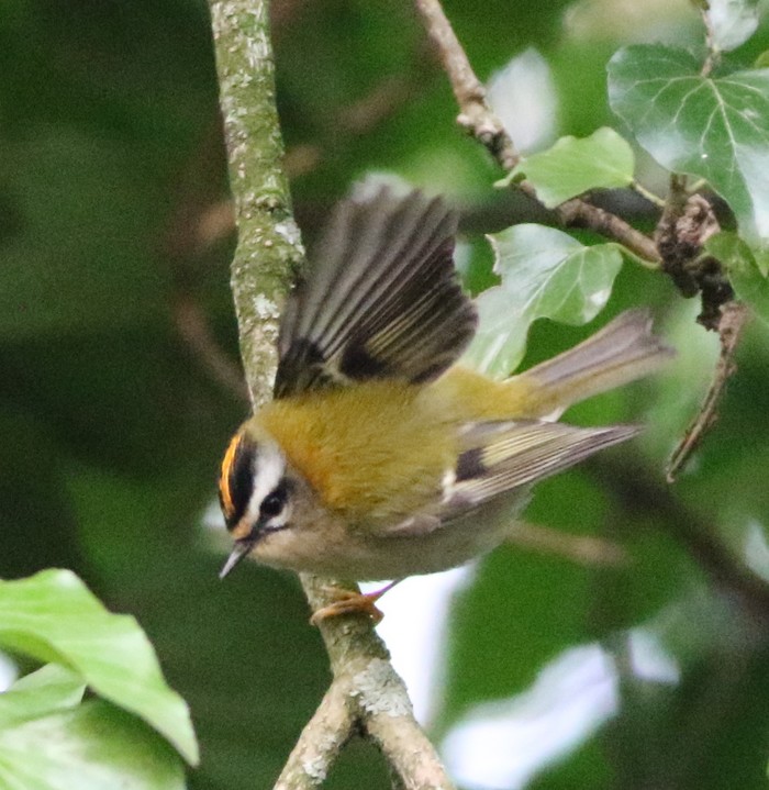 Firecrest
