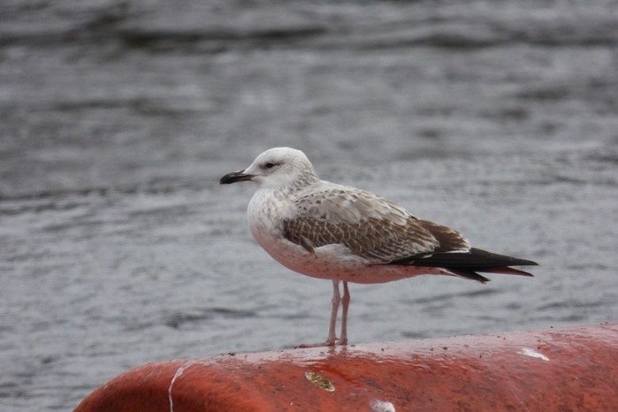 Caspian Gull