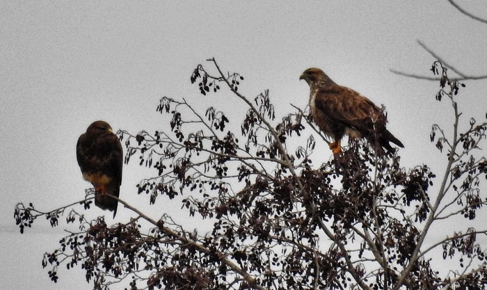 Buzzard