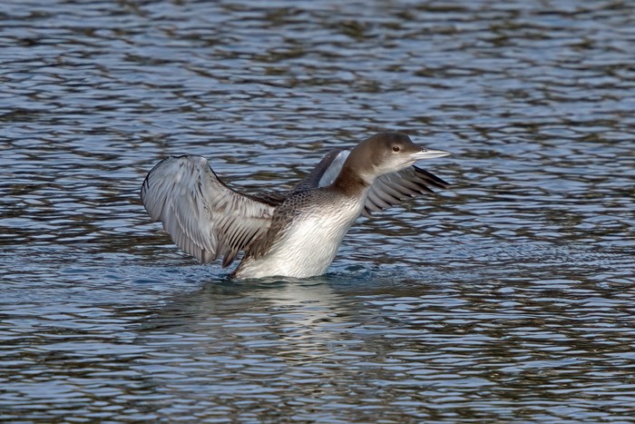 Great Northern Diver