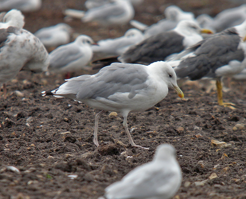 Caspian Gull