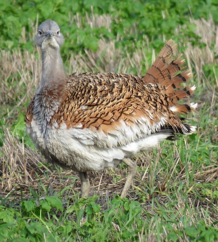 Great Bustard