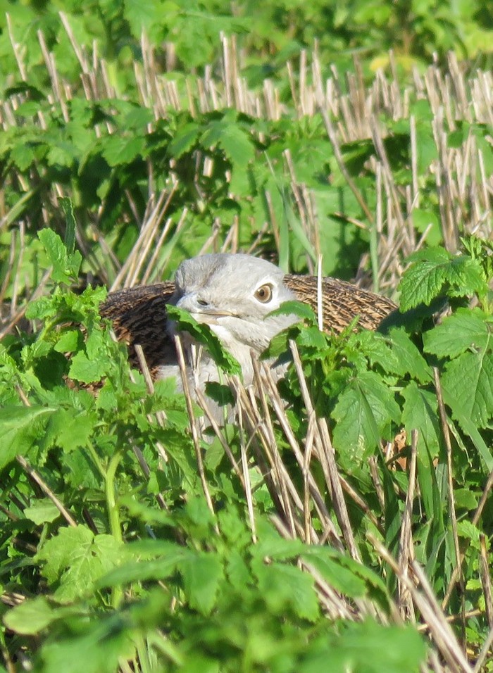 Great Bustard