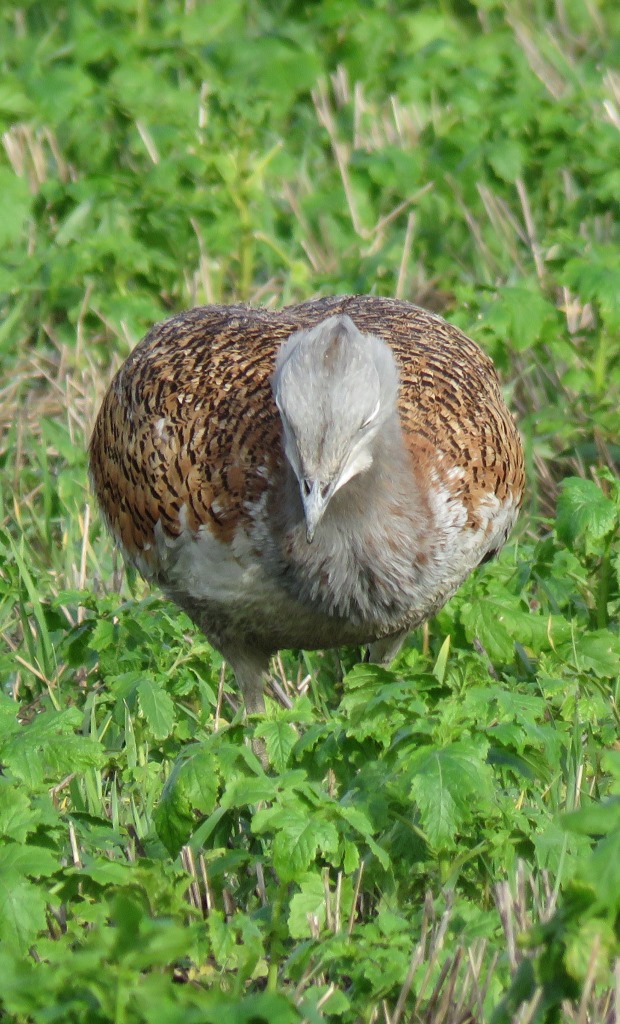 Great Bustard