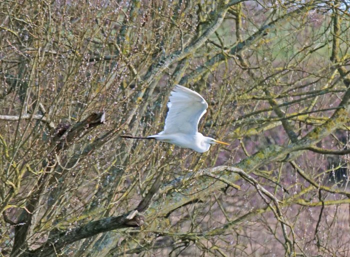 Great White Egret