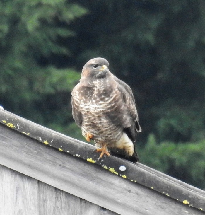 Buzzard