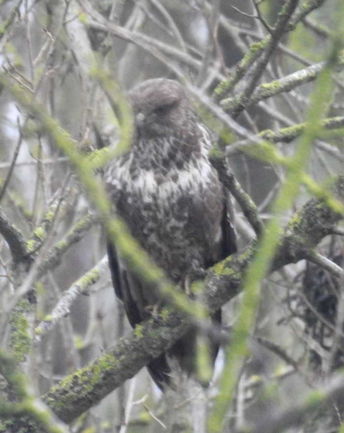 Buzzard