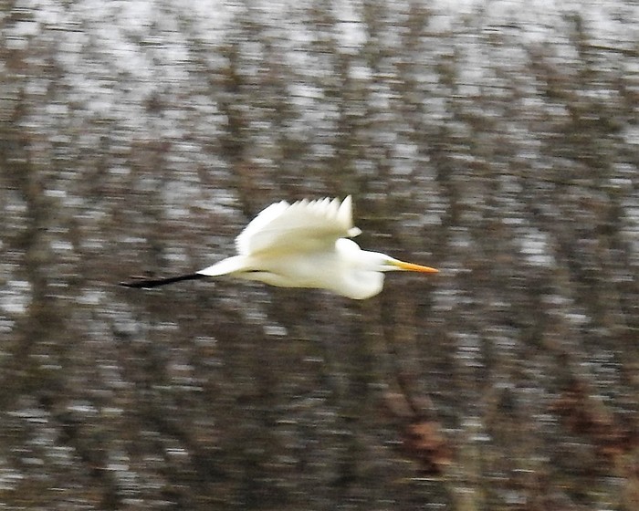 Great White Egret