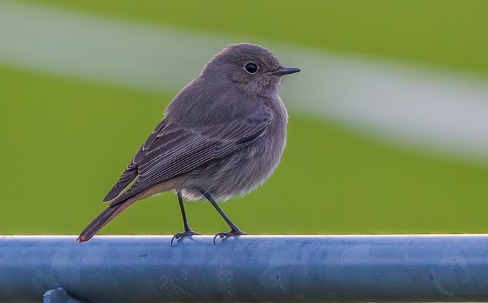 Black Redstart