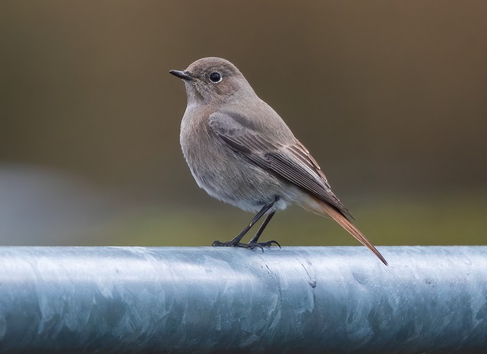 Black Redstart