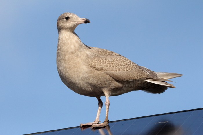 Glaucous Gull