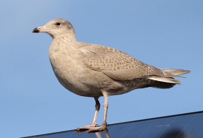 Glaucous Gull