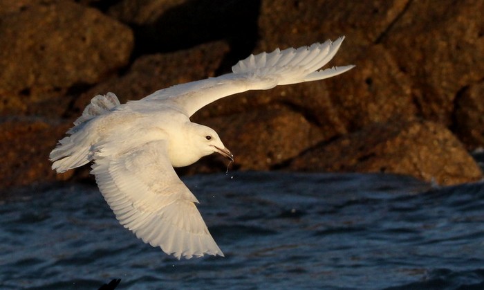 Iceland Gull