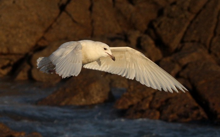 Iceland Gull