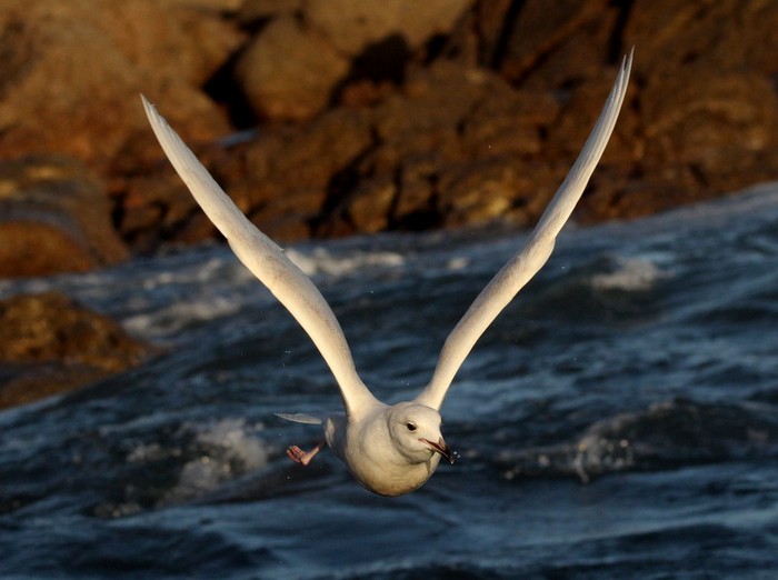 Iceland Gull