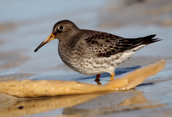 Purple Sandpiper