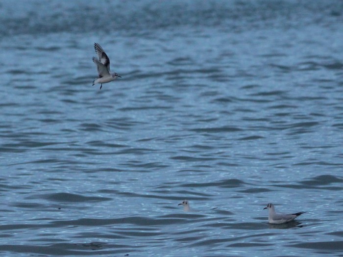 Little Gull