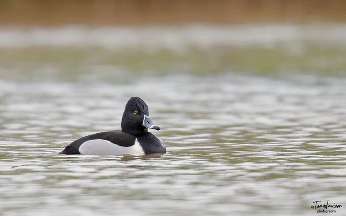 Ring-necked Duck