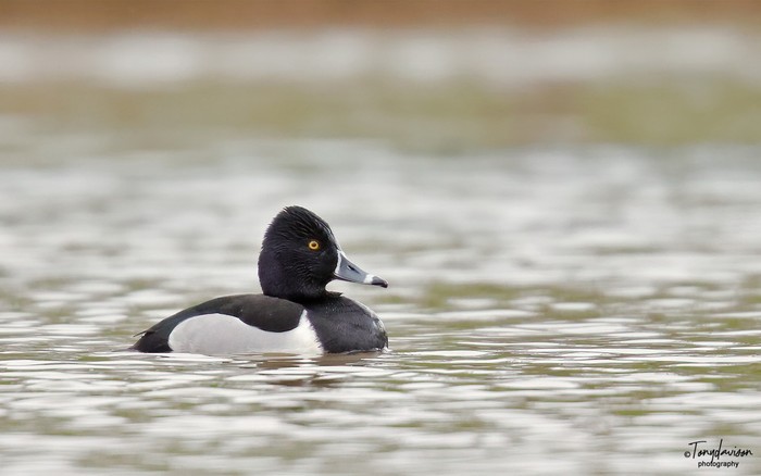 Ring-necked Duck