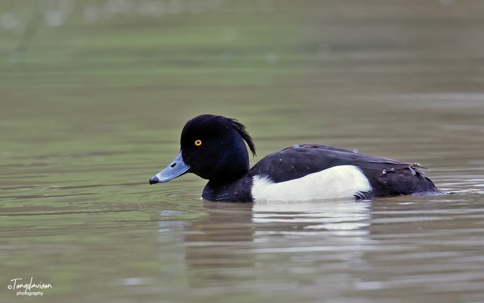 Tufted Duck