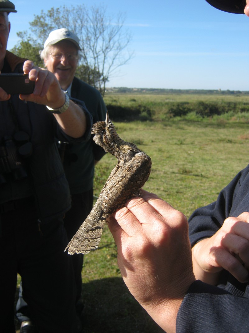 Wryneck