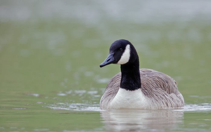 Canada Goose