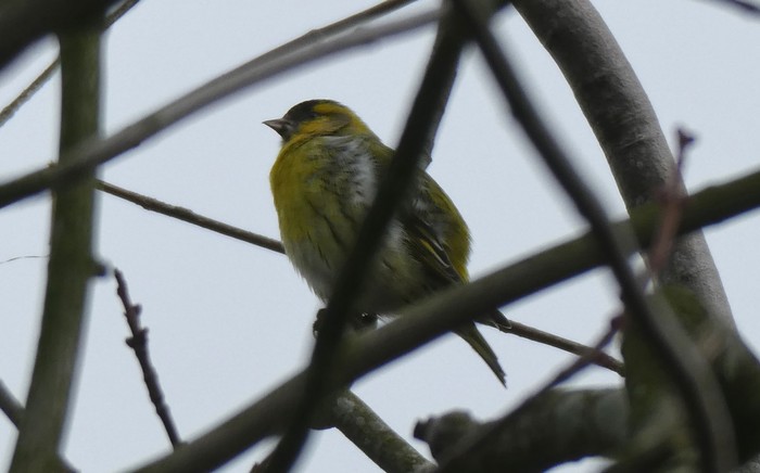 Siskin