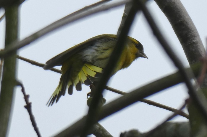 Siskin