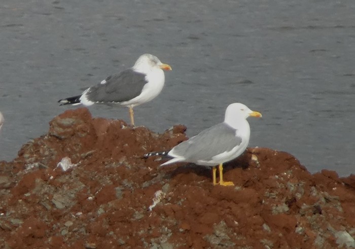 Yellow-legged Gull
