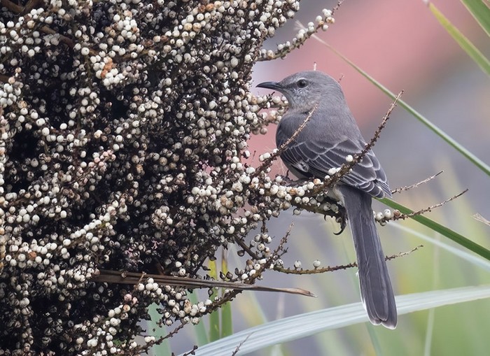 Northern Mockingbird
