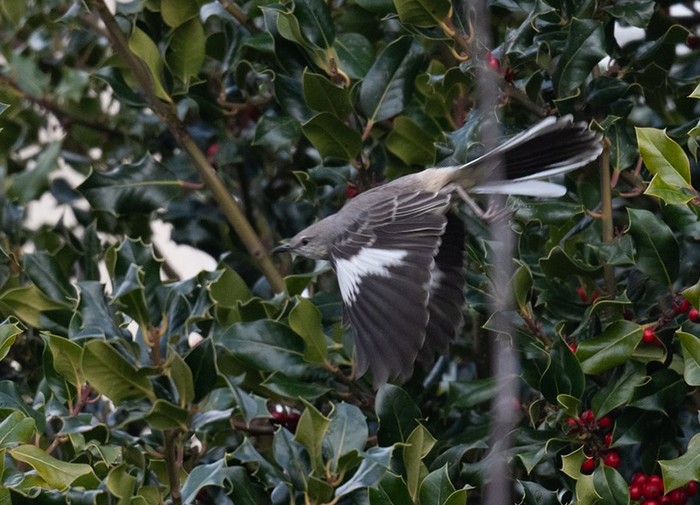 Northern Mockingbird