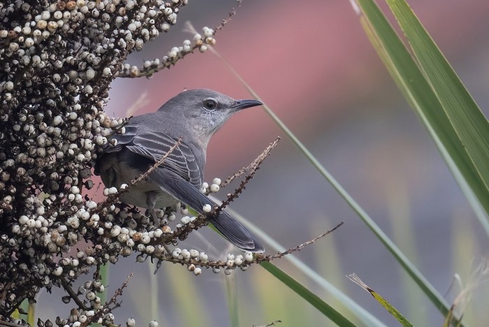 Northern Mockingbird