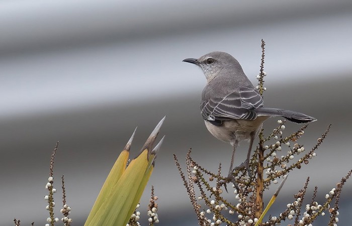 Northern Mockingbird