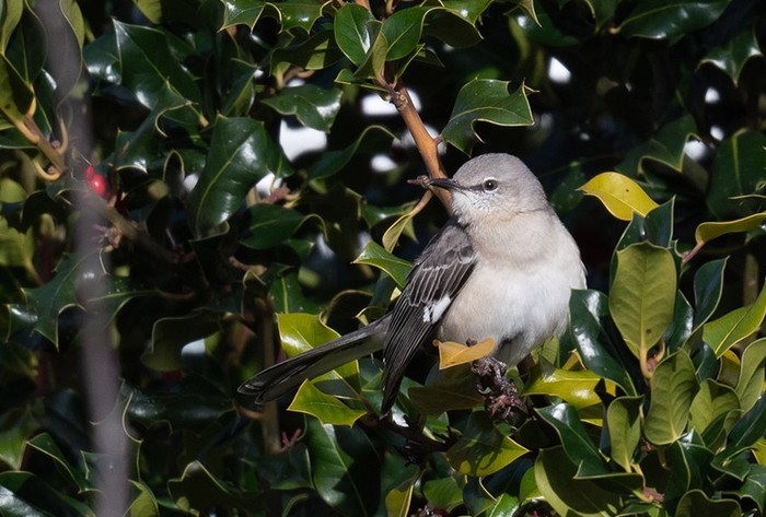 Northern Mockingbird