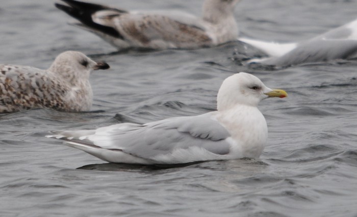 Kumlien's Gull