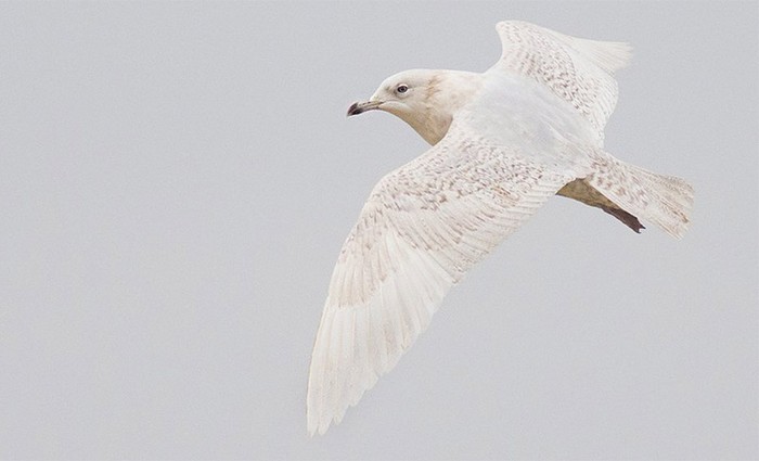 Iceland Gull
