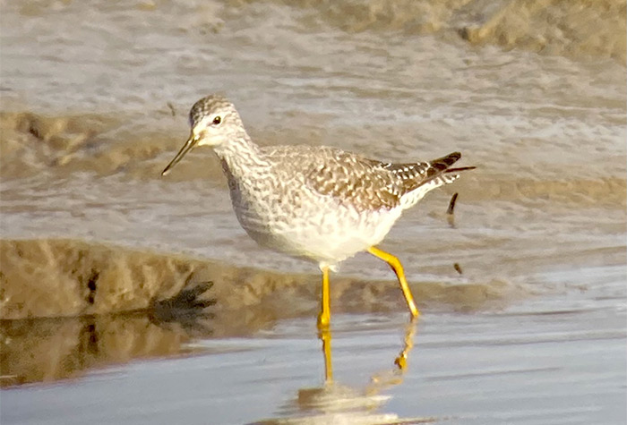 Lesser Yellowlegs