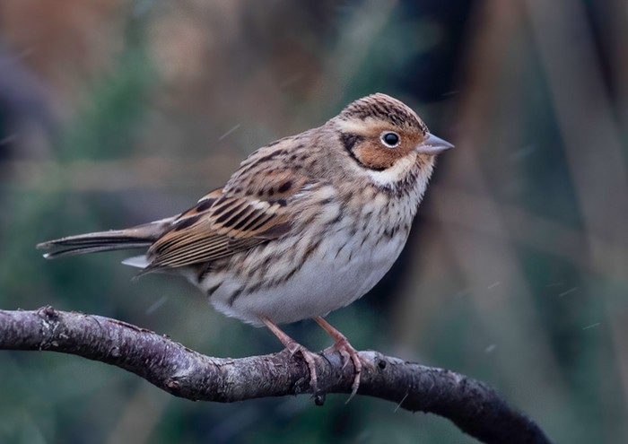 Little Bunting