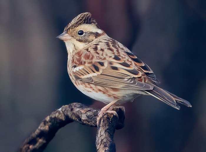 Rustic Bunting