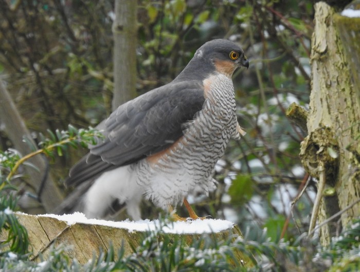 Sparrowhawk