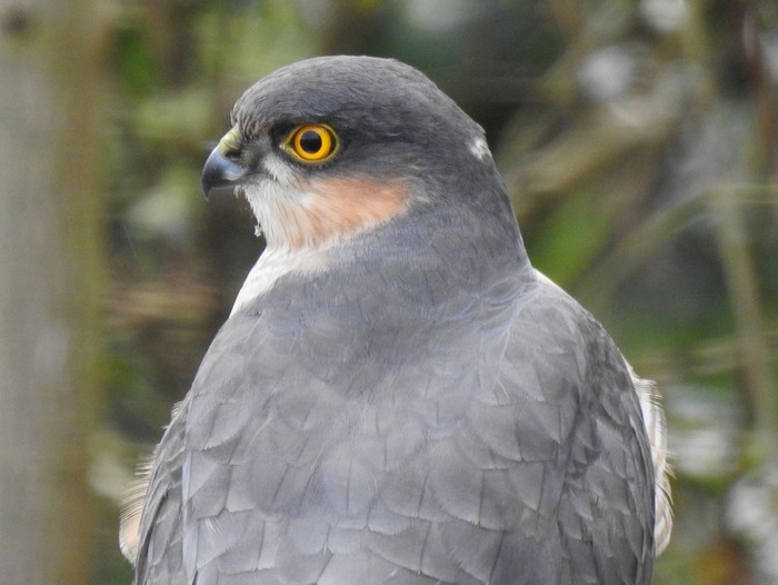 Sparrowhawk