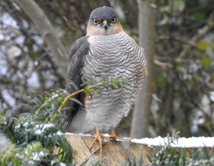 Sparrowhawk
