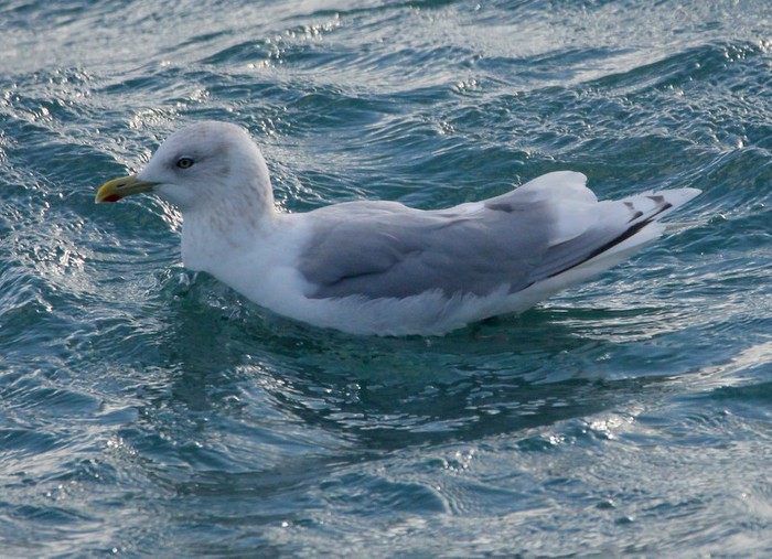 Kumlien's Gull