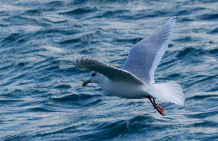 Kumlien's Gull